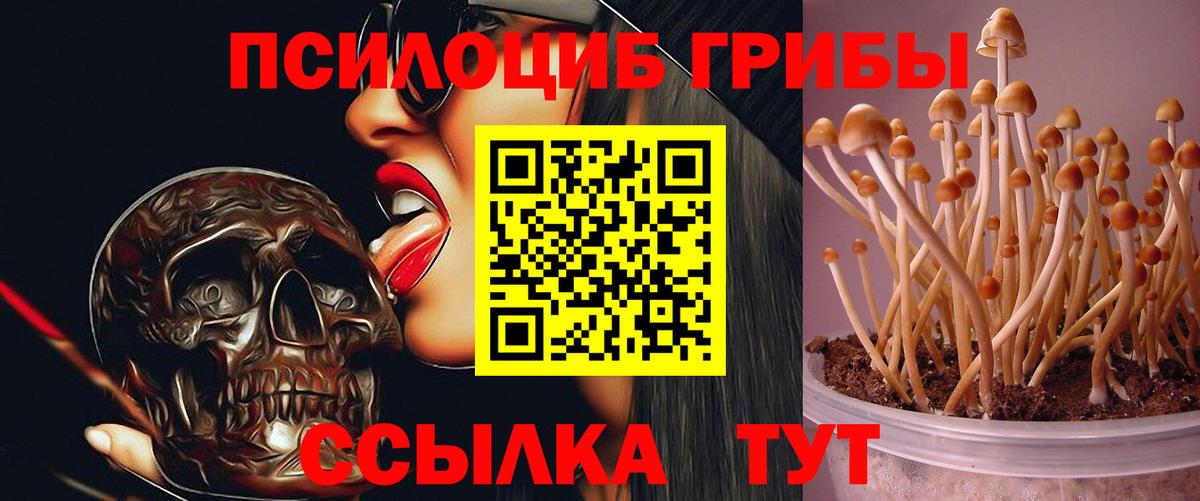 Псилоцибиновые грибы Psilocybine cubensis  Вход с VPN  Псилоцибиновые грибы Psilocybe  Можайск 